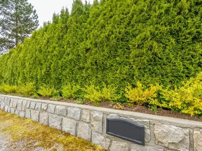 Professional service work by Adam Gorski Landscapes in Sammamish